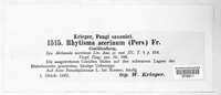 Rhytisma acerinum image